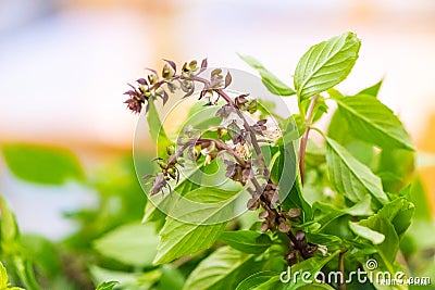 chef prepare fresh basil leaves for cooking Thai food.asian vegetable basil leaf.closeup basil leaf for cook.green fresh basil Stock Photo