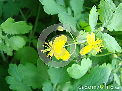 Chelidonium majus, greater celandine or tetterwort - family Papaveraceae, native european chelidonium species, poppy Stock Photo