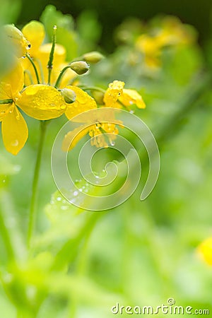 Chelidonium majus, greater celandine or tetterwort - family Papaveraceae after rain Stock Photo