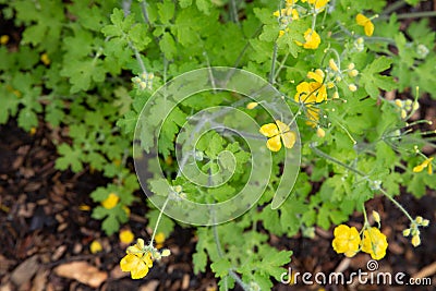 Chelidonium majus Papaveraceae.Grande chÃ©lidoine Greater celandine Stock Photo