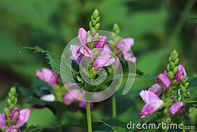 Chelone obliqua. Blooming rose turtlehead in the garden. Stock Photo