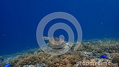 Green sea turtle underwater on a Coral reef of indonesia north of gili trawangan and gili air lombok bali Stock Photo