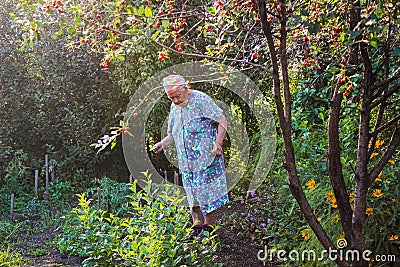 Chelyabinsk, Russia-July 28, 2020:An elderly retired woman works in her garden in the summer Editorial Stock Photo