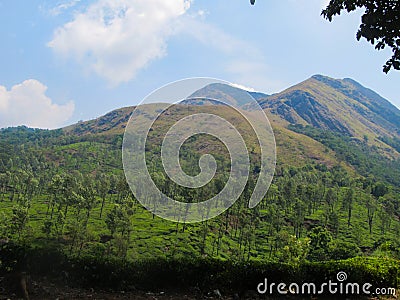 Chembra peak and beautiful Tea Plantation in Wayanad Kerala Stock Photo