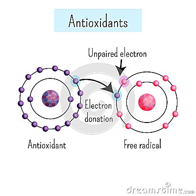 Chemical diagram showing antioxidant dinates electron to free radical. Vector Illustration