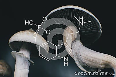 Chemical formula of psilocybin on a blackboard Mushroom. Close up Magic shroom Stock Photo