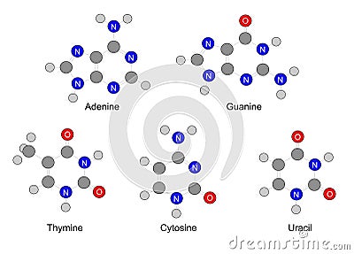 Chemical formulas of purine and pyrimidine nitrogenous bases Vector Illustration