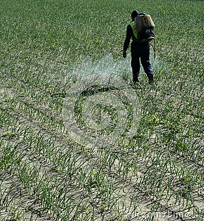 Chemical human application, onion fields Stock Photo