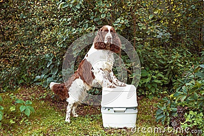 Chemical portable toilet and dog are standing on outdoors. The concept of cleaning behind his dog on the street Stock Photo