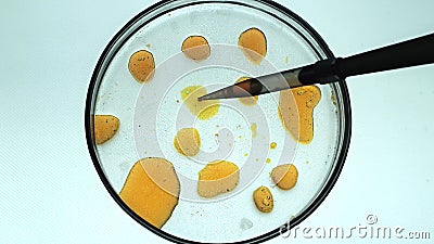 Chemical research in Petri dishes on white background. Preparing plates in a microbiology laboratory. Inoculating plates Stock Photo