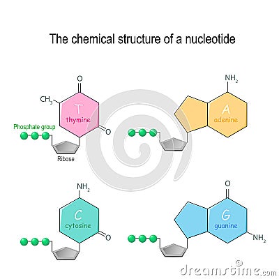 The chemical structure of a nucleotide. four main bases found in DNA: adenine, cytosine, guanine, and thymine. Phosphate group and Vector Illustration