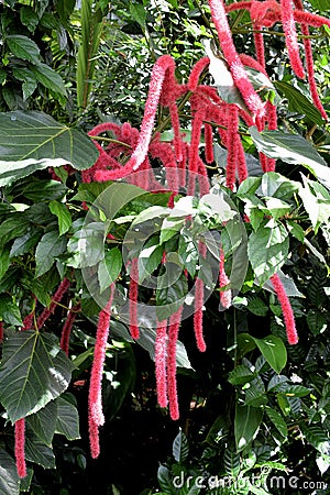 Chenille plant Stock Photo