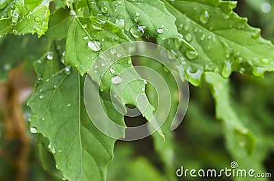 Chenopodium album leaves Stock Photo