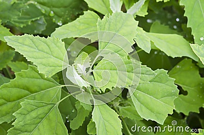 Chenopodium album leaves Stock Photo