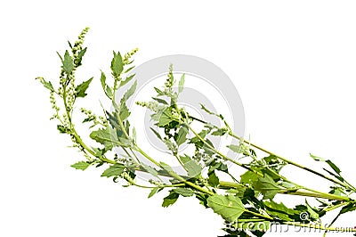 Chenopodium album - White goose-foot Stock Photo