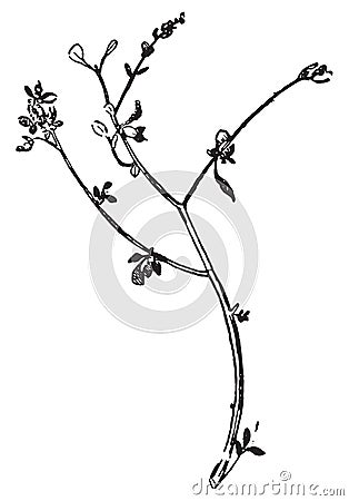 Chenopodium vulvaria or Stinking Goosefoot, vintage engraving Vector Illustration