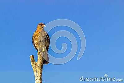 Chepu, Chiloe Island, Chile - Milvago Chimango Caracara Stock Photo