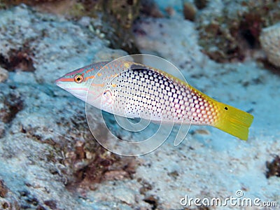 Chequerboard wrasse Stock Photo