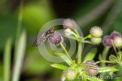 Chequered hoverfly Melanostoma scalare Stock Photo