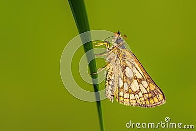 Chequered Skipper - Carterocephalus palaemon Stock Photo