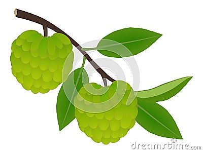 Cherimoya fruit on a branch with leaves on a white background. Vector Illustration