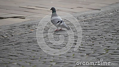 14 11 2017 Chernivtsi, Ukraine - gehende Tauben und bewegliche Schatten von tretenden Leuten auf Flaggesteinpflasterung stock footage 14 11 2017 Chernivtsi, Ukraine - gehende Tauben und bewegliche Schatten von tretenden Leuten auf Flaggesteinpflasterung stock footage