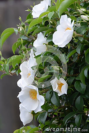 Cherokee rose Stock Photo