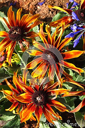 Cherokee sunset black-eyed susan and purple salvia flowers Stock Photo