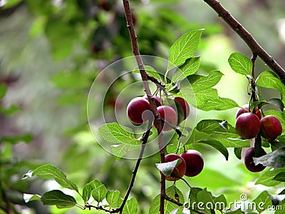 Cherries Stock Photo