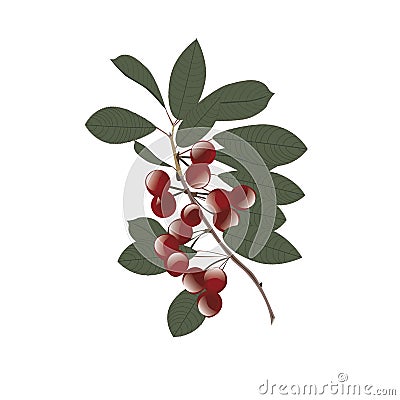 Cherries on a branch with leaves abstract art creative illustration of isolated on white background vector Vector Illustration