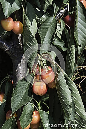 Cherries branch Stock Photo