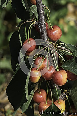 Cherries branch Stock Photo