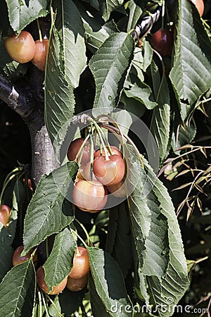 Cherries branch Stock Photo