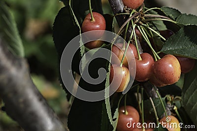 Cherries branch Stock Photo