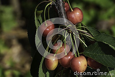 Cherries branch Stock Photo