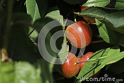 Cherries branch Stock Photo