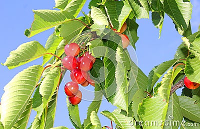 Cherries on the branch Stock Photo