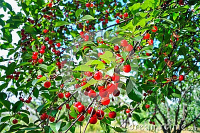 Cherries branch summer season, fresh food fruits Stock Photo