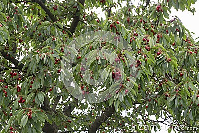 Cherries on cherry tree garden, fruit ripe Stock Photo