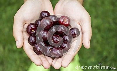 Cherries in children's hands Stock Photo