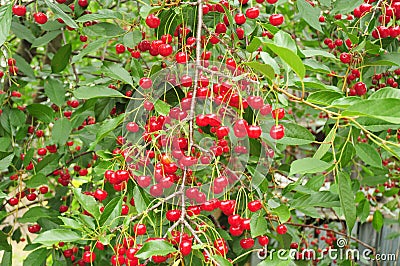 Cherries fruit harvest on cherry tree. Red fresh cherry berry Stock Photo