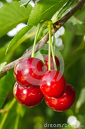 Cherries Stock Photo