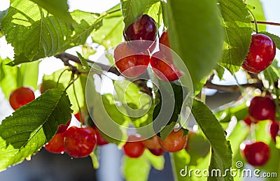 Cherries hanging on a cherry tree branch Stock Photo