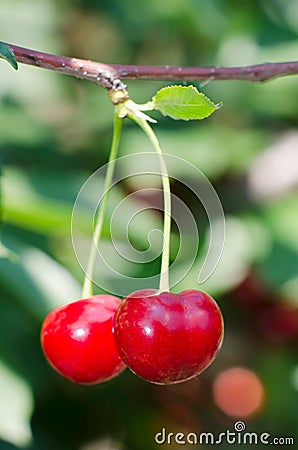 Cherries hanging on a tree branch Stock Photo