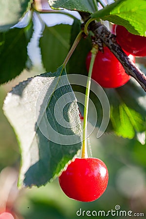 Cherries in the orchard Stock Photo