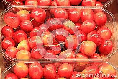 Cherries seasonal fruit farming Emilia Romagna Italy Stock Photo