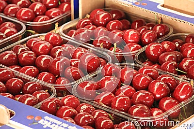 Cherries seasonal fruit farming Emilia Romagna Italy Stock Photo