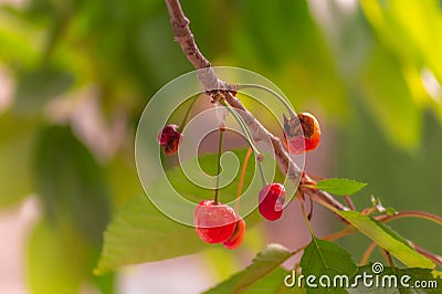 Cherries spoilt by pests, insects, plant disease, eaten by birds Stock Photo