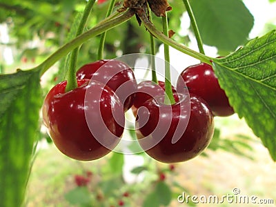 Cherries on the tree Stock Photo