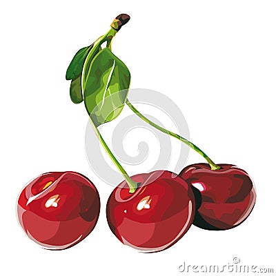 Cherry Vector Illustration